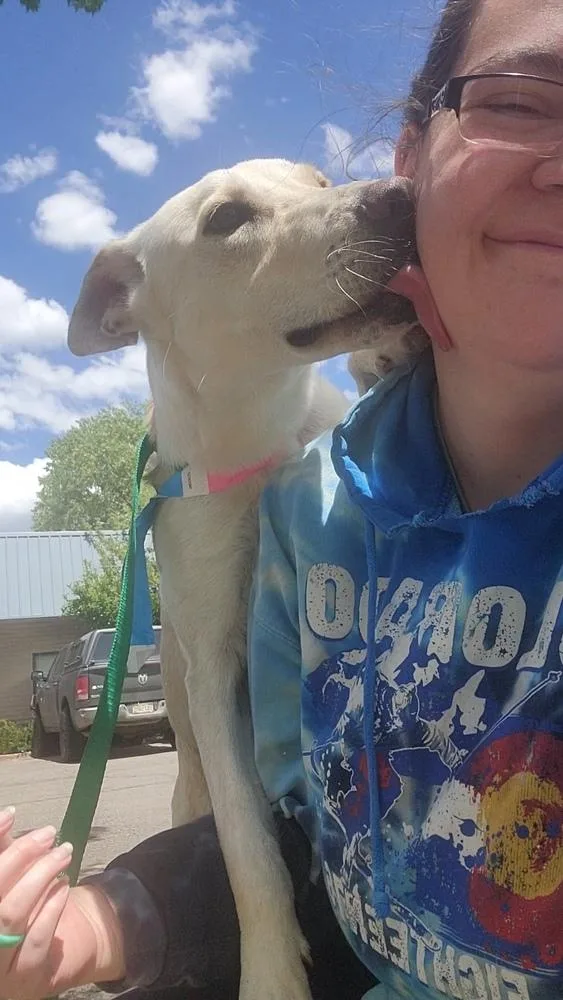 A young large-sized male Yellow / Tan / Blond / Fawn Labrador Retriever dog named Mario for adoption in Cortez, CO