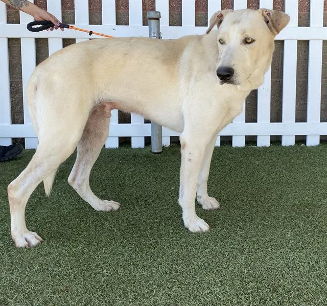 An adult large-sized male Labrador Retriever dog named A for adoption in Modesto, CA