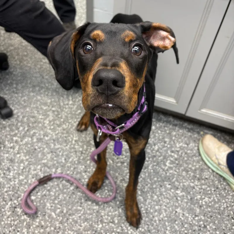 A baby medium-sized male Black Doberman Pinscher dog named Dennis The Menace for adoption in Parkersburg, WV