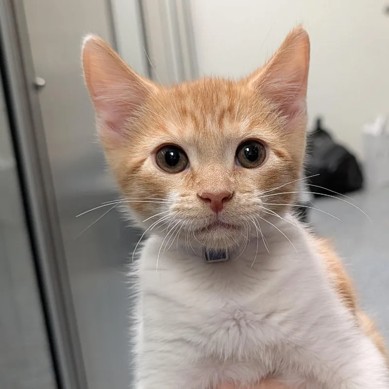 A baby small-sized male Orange / Red Domestic Short Hair cat named Persimmon for adoption in Hawthorne, CA
