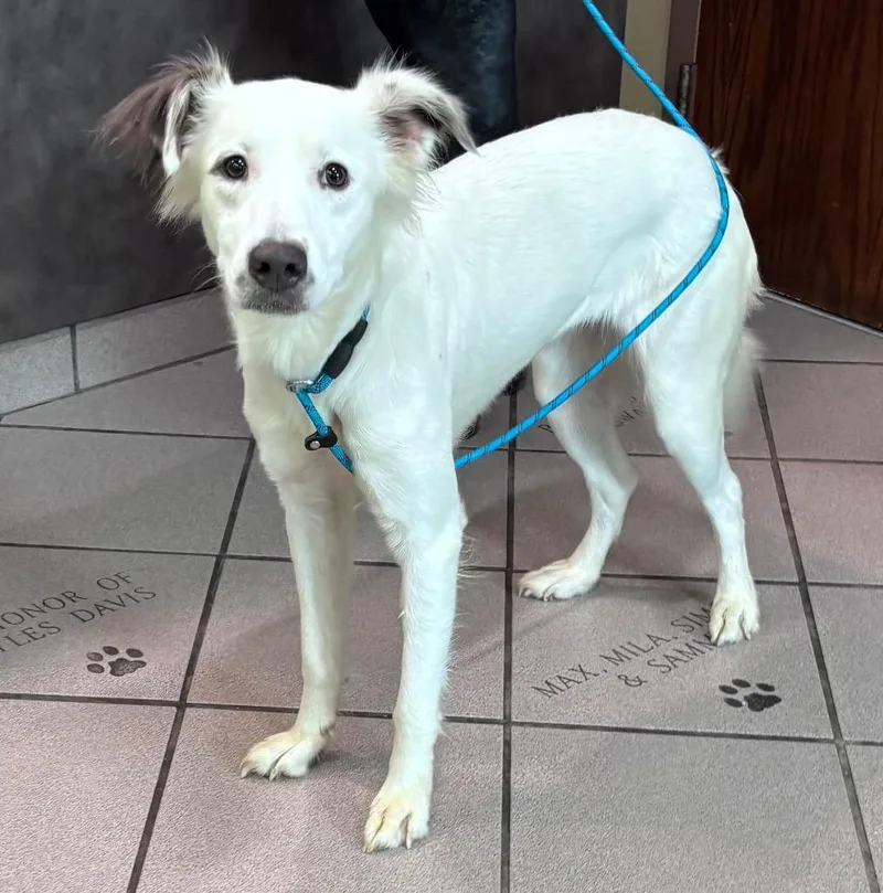 A young medium-sized female Collie dog named Katie for adoption in Little Rock, AR