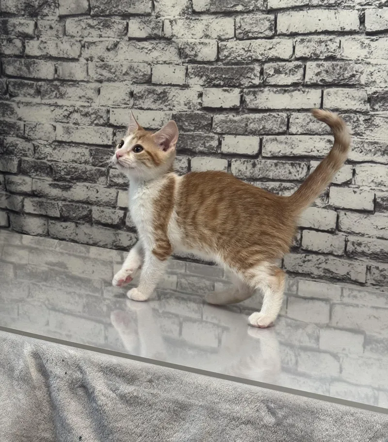 A baby medium-sized male Orange & White Domestic Short Hair cat named Charlie for adoption in Tuscaloosa, AL