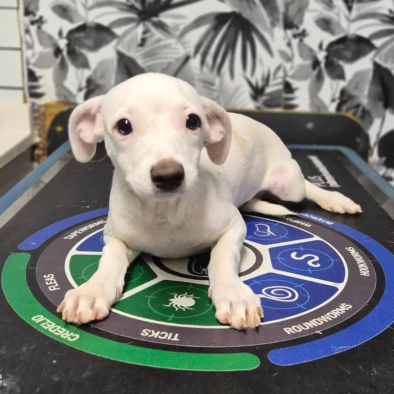 A baby small-sized female White / Cream Mixed Breed dog named Hazel for adoption in Wahiawa, HI