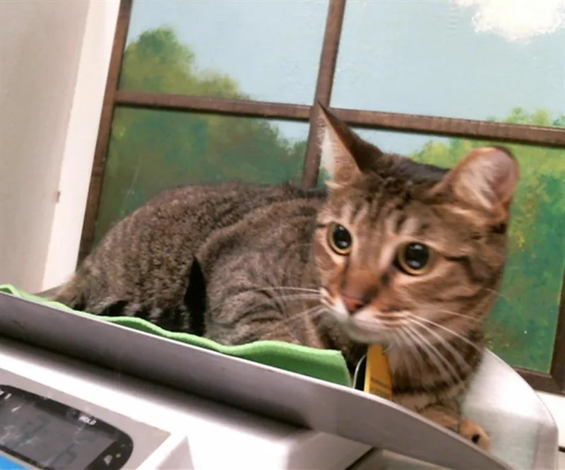 A young medium-sized female Domestic Short Hair cat named Nena for adoption in Houston, TX