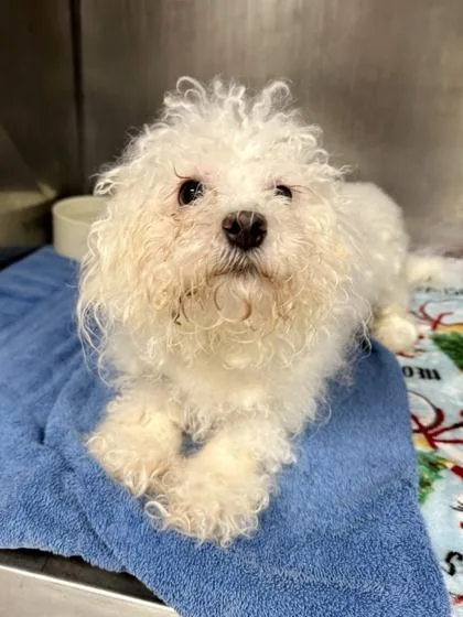 An adult small-sized male Bolognese dog named Mario for adoption in Midland, MI