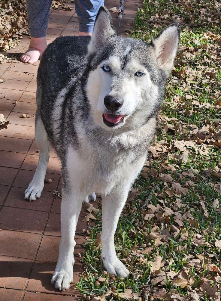 An adult medium-sized female White / Cream Husky dog named Mia for adoption in Colleyville, TX