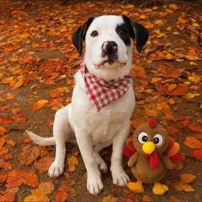 A baby medium-sized male Pit Bull Terrier dog named Tater for adoption in Lodi, CA