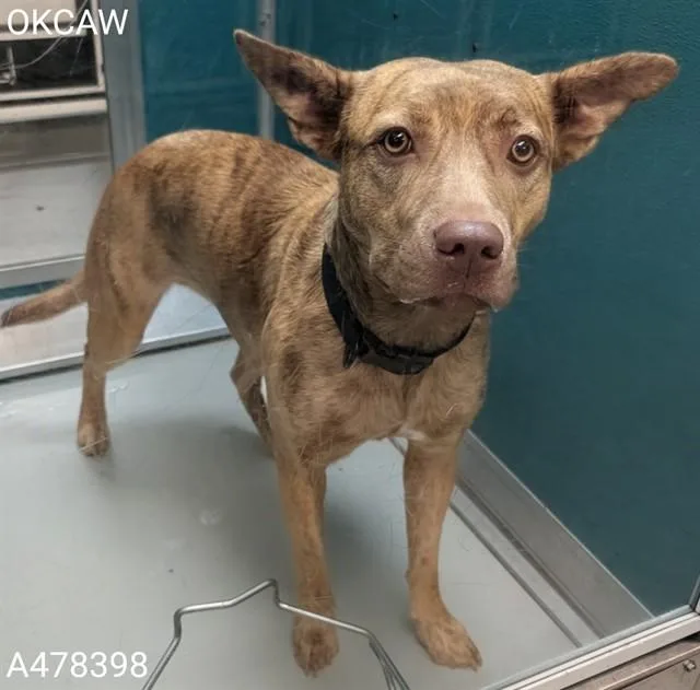 A young medium-sized female Terrier dog named A for adoption in Oklahoma City, OK