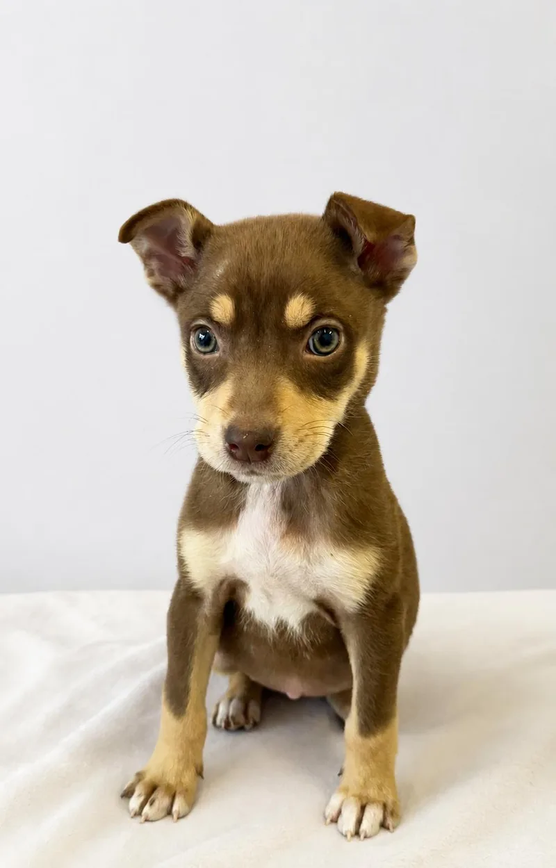 A young medium-sized female Husky dog named Lady Whistledown for adoption in Pottstown, PA