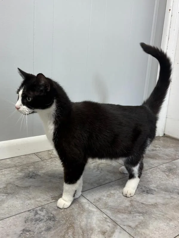 An adult large-sized male Black & White / Tuxedo Domestic Short Hair cat named Percy for adoption in Rochester, IN