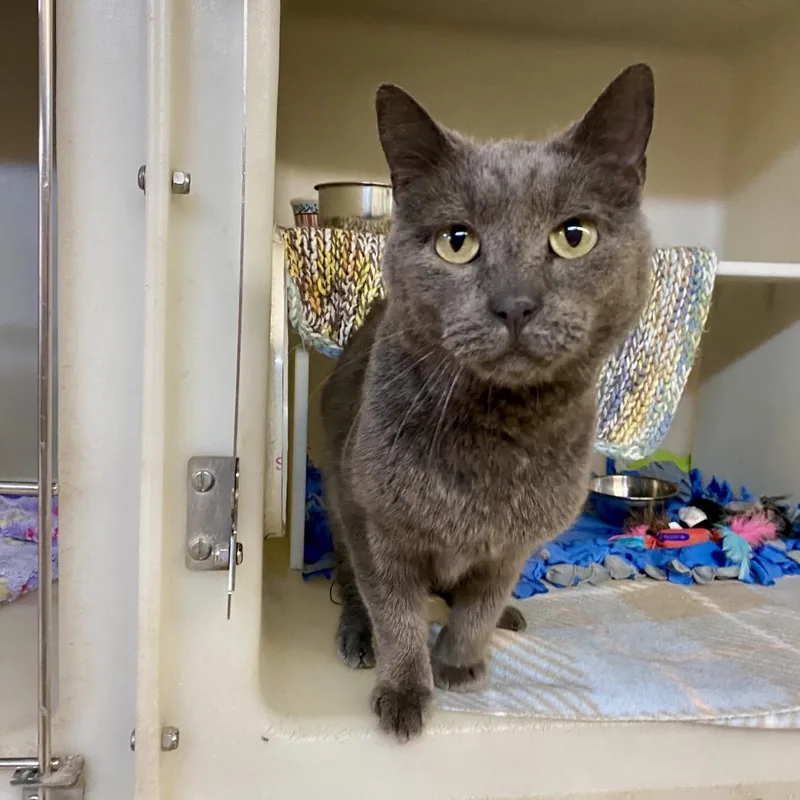 Mushroom thumbnail 2