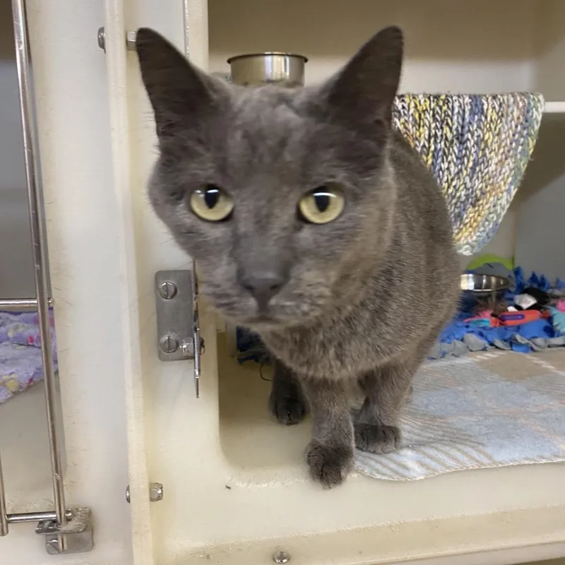 Mushroom thumbnail 3