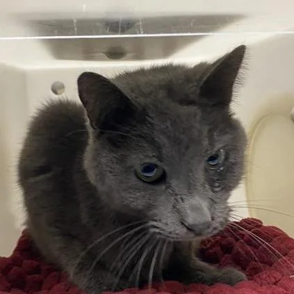 Mushroom thumbnail 4