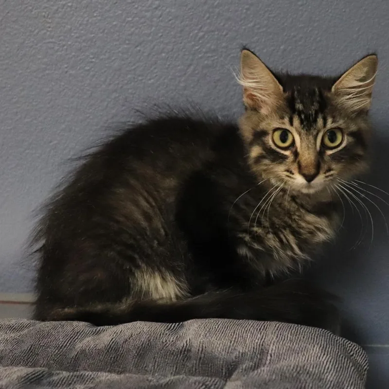 A baby small-sized male Domestic Medium Hair cat named Thomas for adoption in Lakeland, FL