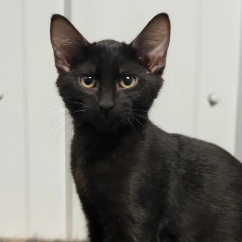 An adult large-sized male Black Domestic Short Hair cat named Hector for adoption in Bismarck, ND