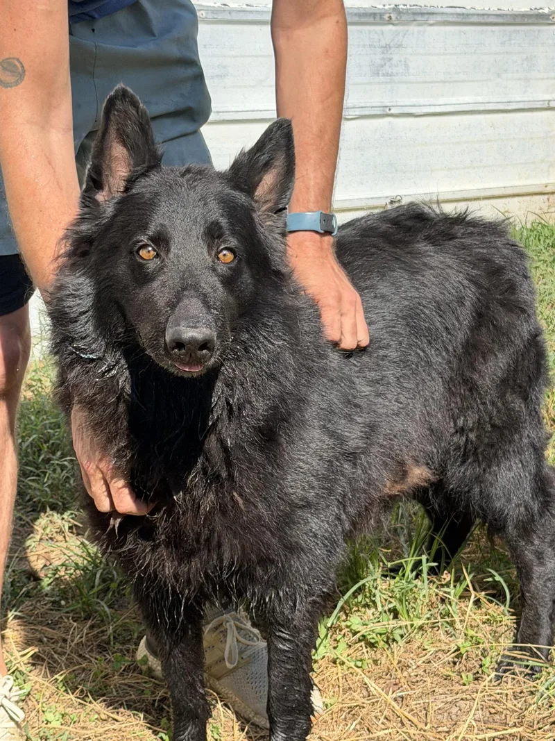 An adult extra large-sized female Black German Shepherd Dog named Nicki for adoption in Blue Springs, MO