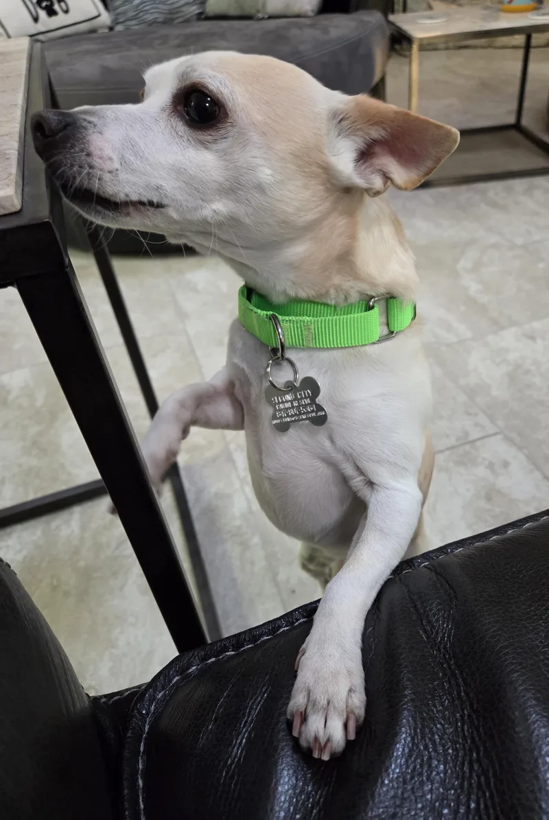An adult small-sized male Chihuahua dog named Ollie for adoption in Palatine, IL