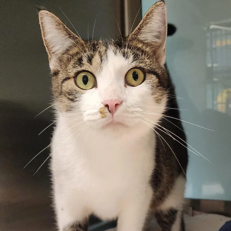 An adult large-sized female Brown / Chocolate Domestic Short Hair cat named Gwen for adoption in Columbia Station, OH