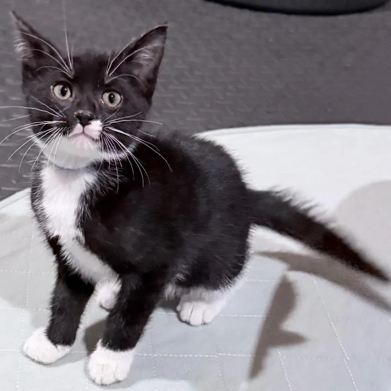 A baby small-sized male Black Domestic Short Hair cat named Charlie for adoption in Carmel, IN