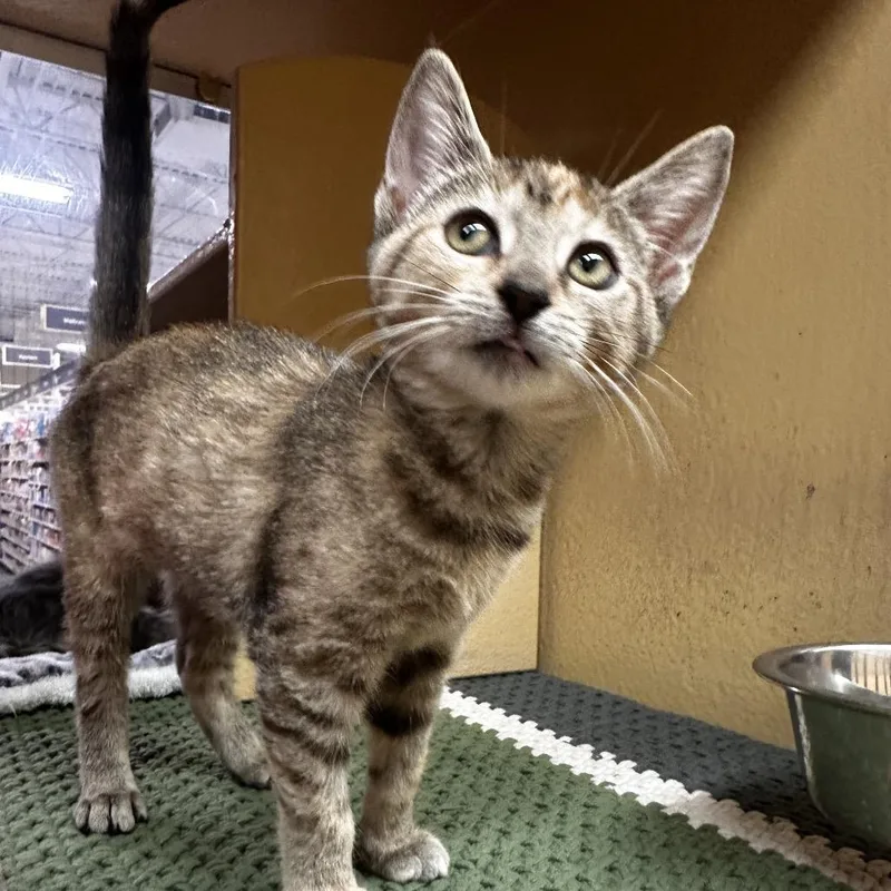 A baby small-sized female Tortoiseshell Domestic Short Hair cat named Mint Chocolate Chip for adoption in Dearborn, MI
