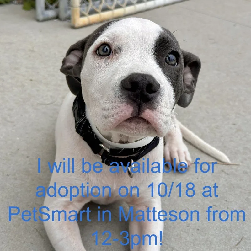 A baby small-sized male Pit Bull Terrier dog named Pastrami for adoption in Matteson, IL