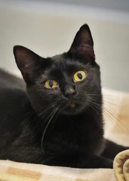 A young medium-sized female Domestic Short Hair cat named Ficus for adoption in Aiken, SC