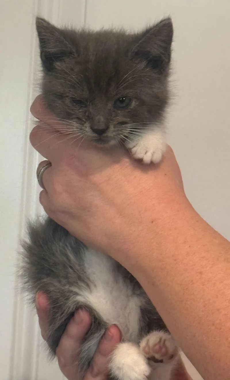 A baby medium-sized female Gray & White Domestic Medium Hair cat named Coal for adoption in Forest, VA