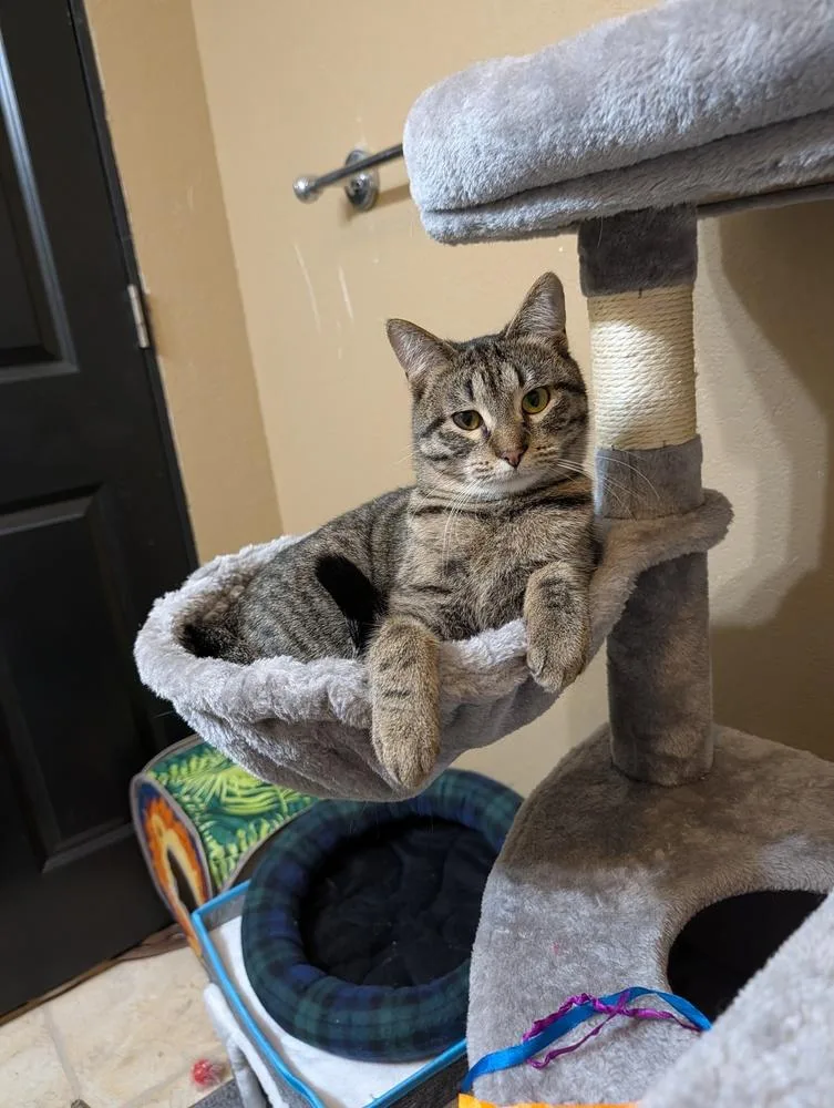 A young medium-sized male Tabby (Brown / Chocolate) Domestic Short Hair cat named Scooter for adoption in Westfield, WI