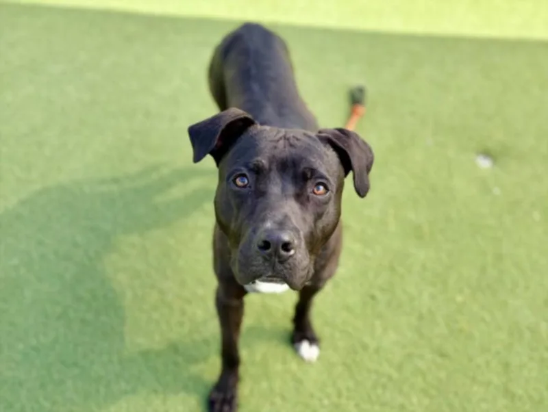 A young medium-sized male Pit Bull Terrier dog named Brutus for adoption in Los Angeles, CA
