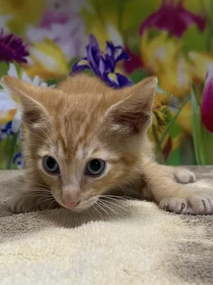 A young small-sized male Domestic Short Hair cat named Bud for adoption in San Antonio, TX