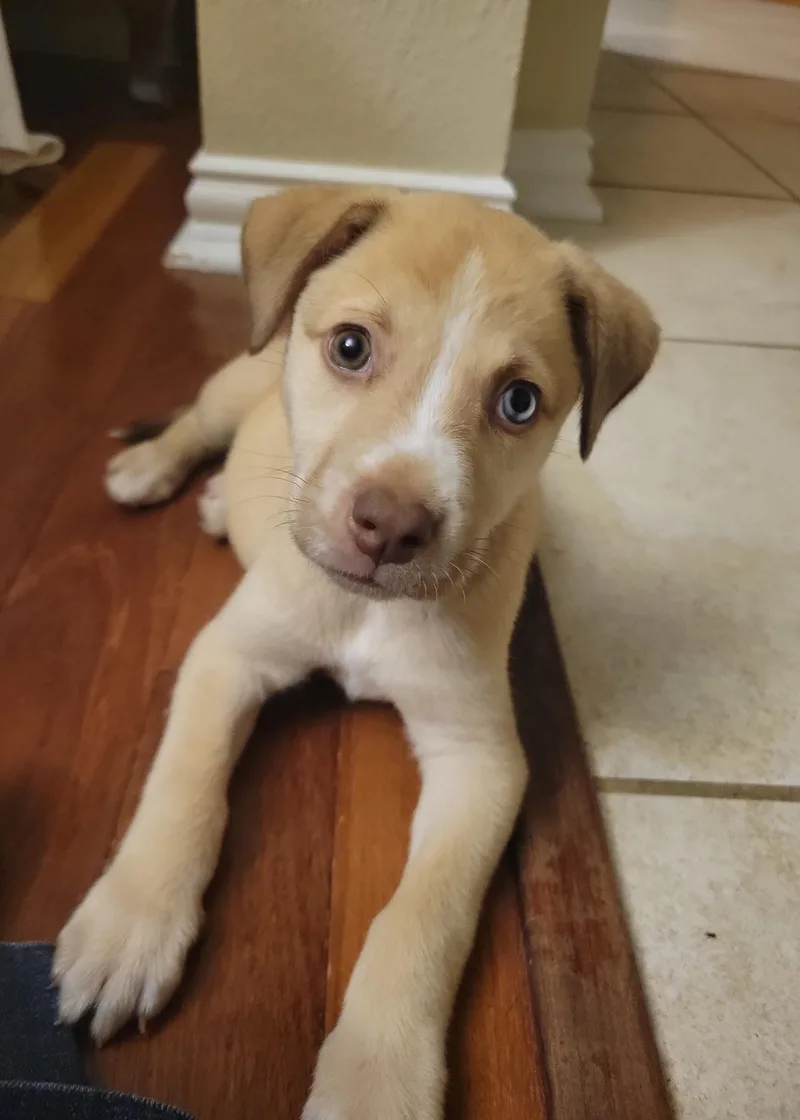 A baby small-sized female Yellow / Tan / Blond / Fawn Chihuahua dog named Evangeline Brt for adoption in Missouri City, TX