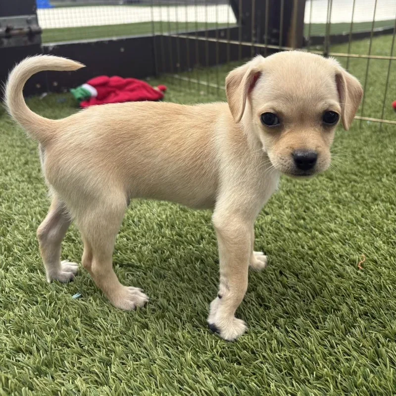 A baby small-sized male Yellow / Tan / Blond / Fawn Chihuahua dog named Potato Chips for adoption in LOXAHATCHEE, FL