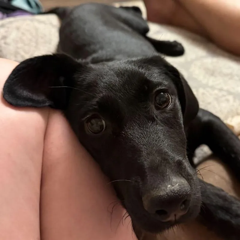 A baby medium-sized female Mixed Breed dog named Glamour Shots for adoption in Buffalo, MN