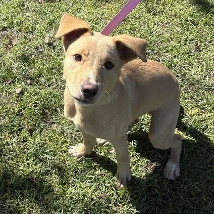 A baby medium-sized male Yellow / Tan / Blond / Fawn Labrador Retriever dog named Scooby Doo for adoption in Valdosta, GA