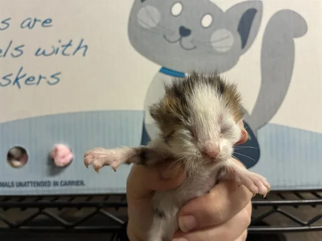 A baby small-sized female Domestic Short Hair cat named Scout for adoption in Modesto, CA