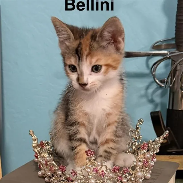 A baby small-sized female Domestic Short Hair cat named Bellini for adoption in Auburn, CA