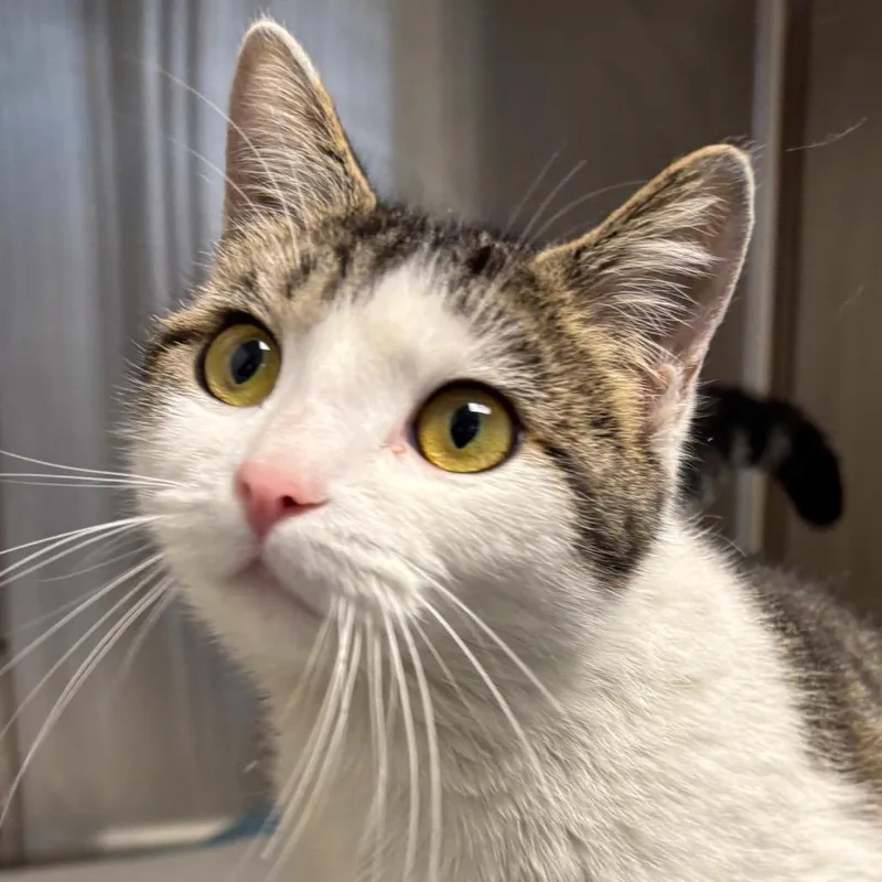 An adult medium-sized female White Domestic Short Hair cat named Macchiato for adoption in Naperville, IL