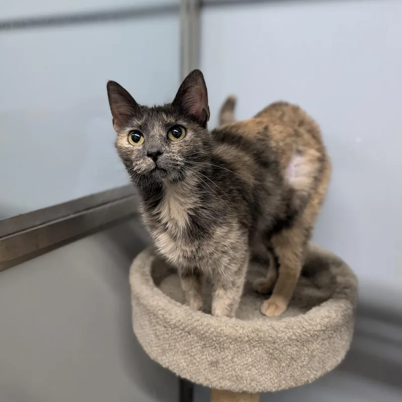 An adult medium-sized female Dilute Tortoiseshell Domestic Medium Hair cat named Wisteria for adoption in Cape Girardeau, MO