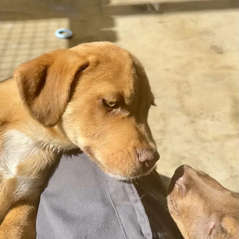 An adult medium-sized male White / Cream Labrador Retriever dog named Tungsten for adoption in Freeport, FL