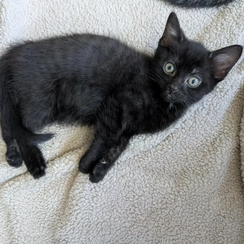 A baby small-sized male Black Domestic Short Hair cat named Richie for adoption in Lexington, KY