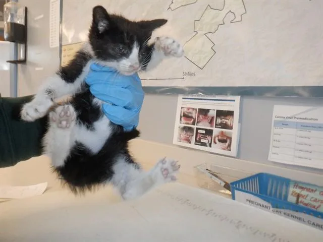 A baby small-sized male Domestic Short Hair cat named Storm for adoption in San Jose, CA