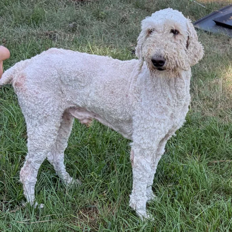 An adult small-sized male White / Cream Standard Poodle dog named Oatmeal for adoption in Houston, TX