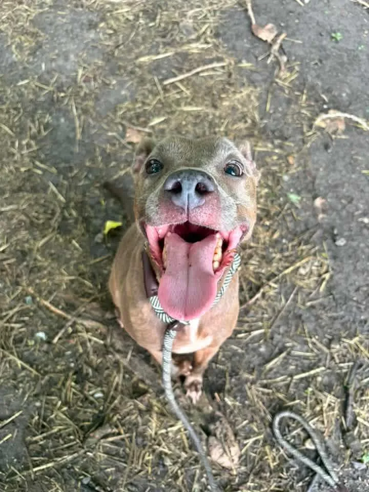 An adult medium-sized female Brown / Chocolate Pit Bull Terrier dog named Thimble for adoption in Chicago, IL