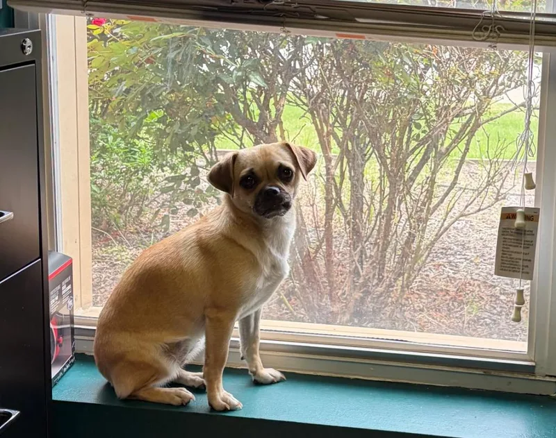 A young small-sized female Pug dog named Sadie for adoption in Nacogdoches, TX