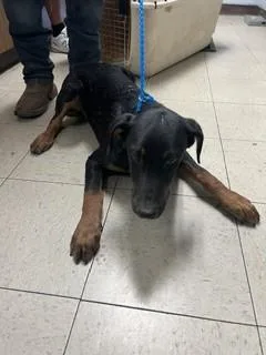 A young small-sized male Doberman Pinscher dog named Yoda for adoption in Stockton, CA