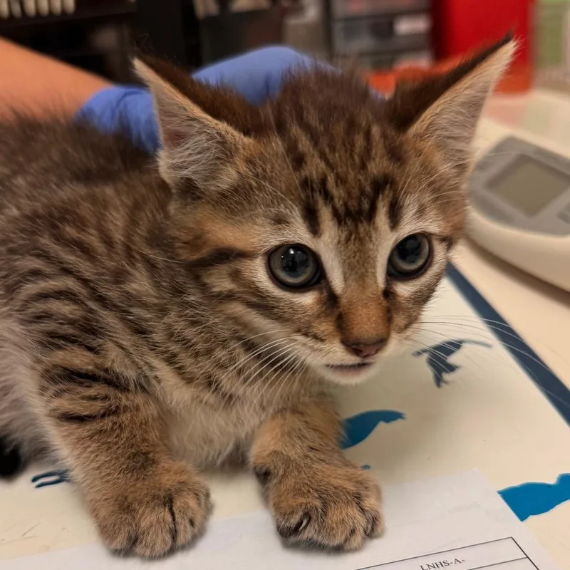A baby small-sized male Brown / Chocolate Domestic Short Hair cat named Wood for adoption in Lynchburg, VA