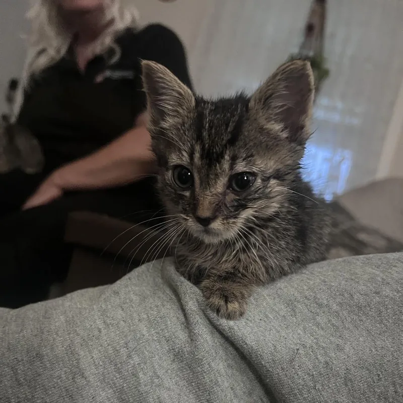 A baby small-sized male Brown / Chocolate Domestic Short Hair cat named Captain Hook for adoption in Ridgely, MD