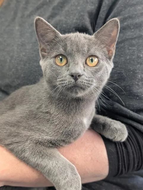 A baby small-sized female Domestic Short Hair cat named Poppy for adoption in Canfield, OH