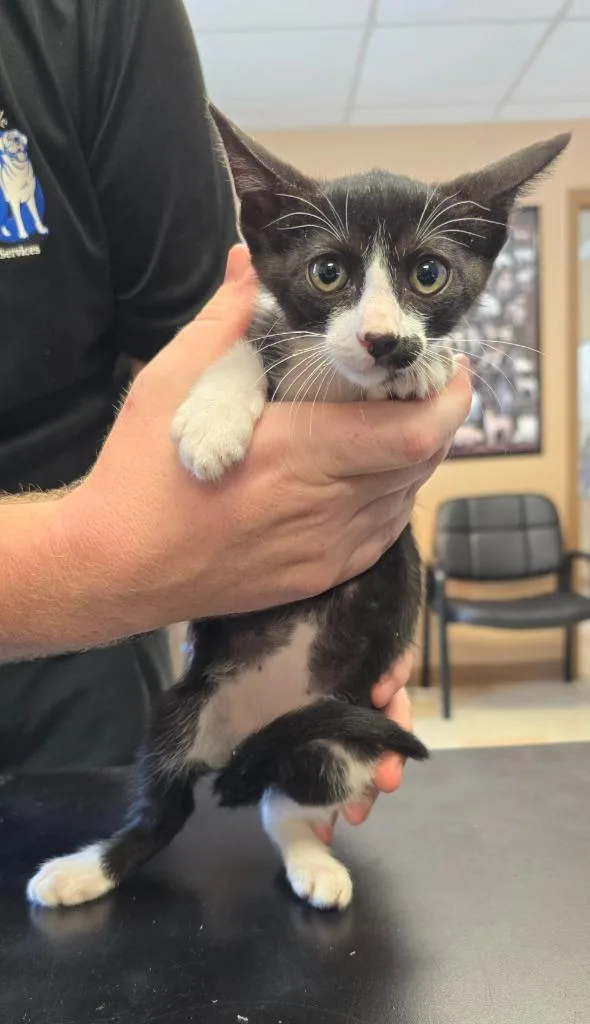 A baby small-sized female Domestic Short Hair cat named Prada for adoption in Maumelle, AR