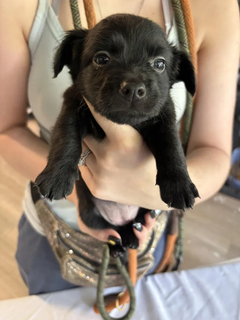 A baby small-sized female Chihuahua dog named Juniper for adoption in Margate, FL